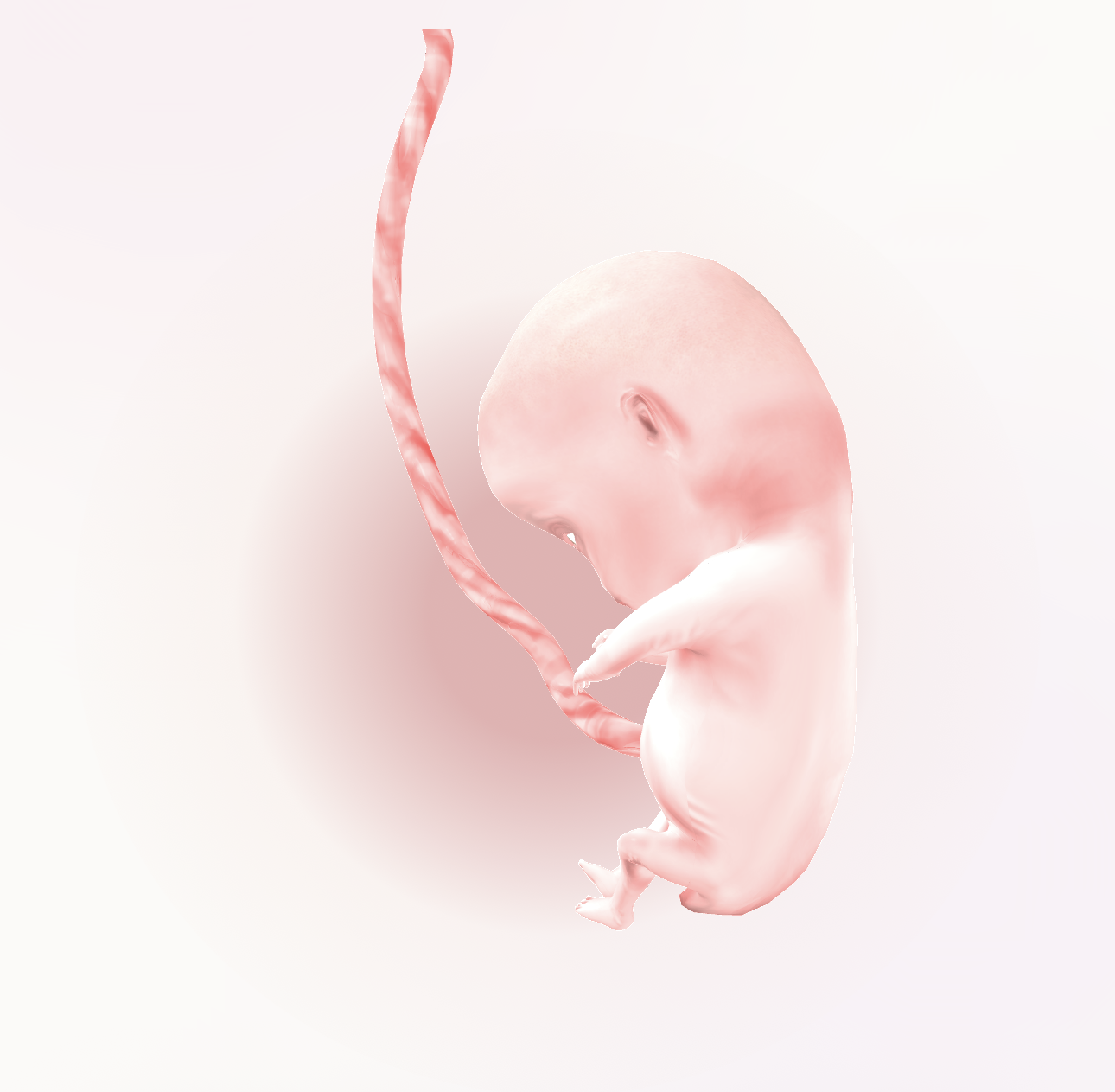 3D Interactive Fetal Model