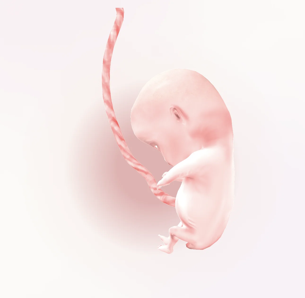 3D Interactive Fetal Model